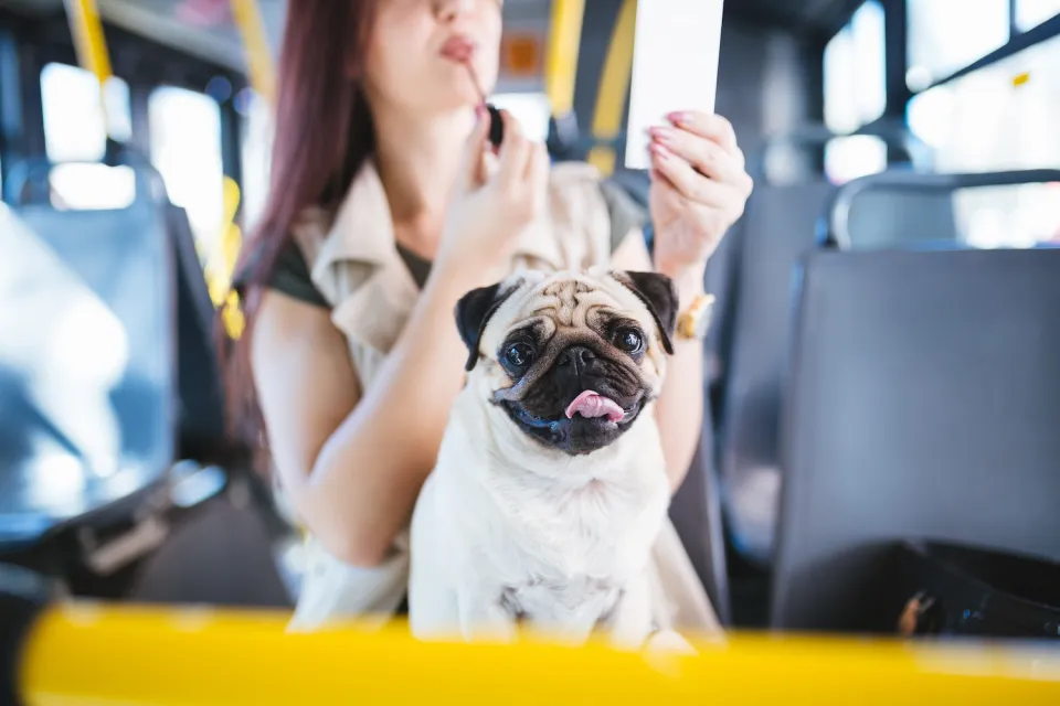 Close-up of pug dog sitting on woman's lap on city bus.